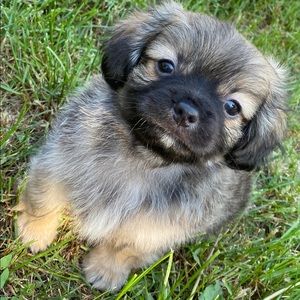 Meet your Posher, Cheyenne